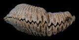 Cretaceous Fossil Oyster (Rastellum) - Madagascar #30314-1